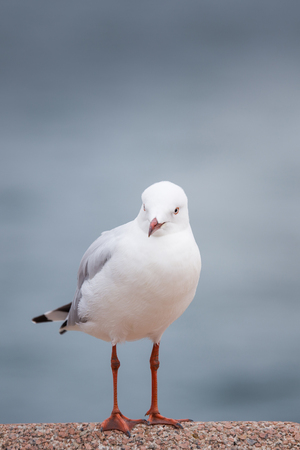 Seagull at Sydney Opera Houseの写真素材