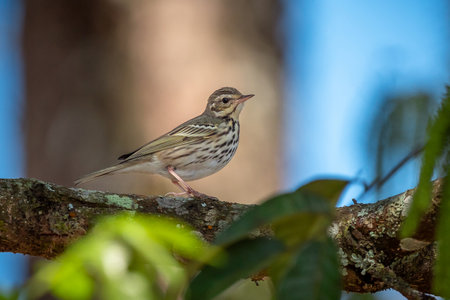 Long-tailed Thrush on the tree at Fang district, Chiang Mai, Thailand