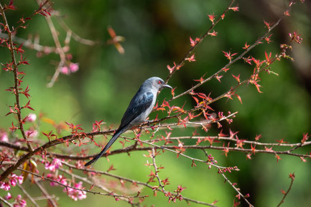 Wild bird with Himalayan Cherry flower or Prunus cerasoides flower of Sakura Thai blossoms at Fang District, Chiang Mai, Thailandの写真素材