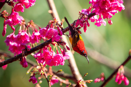 Blue-throated Sunbird with Sakura blossoms at Fang District, Chiang Mai, Thailandの写真素材