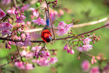 Blue-throated Sunbird with Himalayan Cherry flower or Prunus cerasoides flower of Sakura Thai blossoms at Fang District, Chiang Mai, Thailandの写真素材