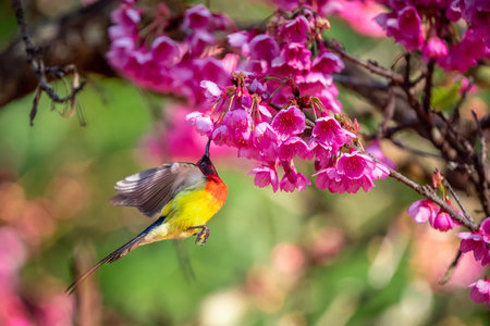 Blue-throated Sunbird with Sakura blossoms at Fang District, Chiang Mai, Thailandの写真素材