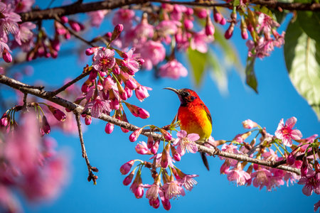 Blue-throated Sunbird with Himalayan Cherry flower or Prunus cerasoides flower of Sakura Thai blossoms at Fang District, Chiang Mai, Thailandの写真素材