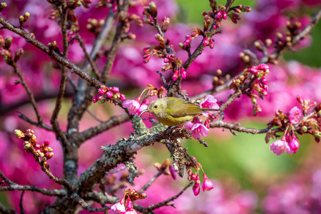 Blue-throated Sunbird with Sakura blossoms at Fang District, Chiang Mai, Thailandの写真素材
