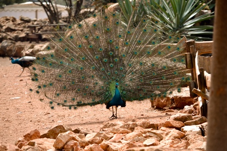 peacockの写真素材