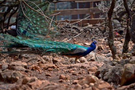 peacock の写真素材