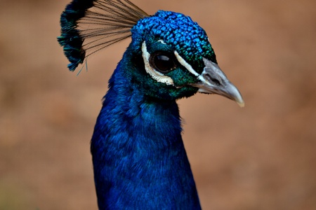 peacock の写真素材
