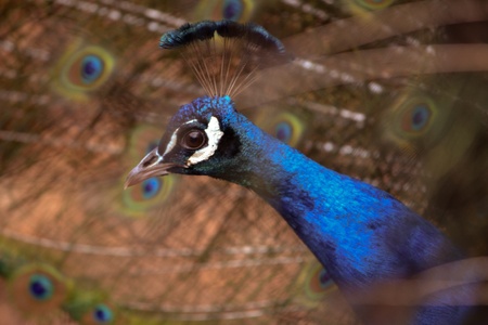 peacock の写真素材
