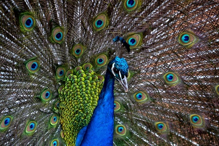 peacock の写真素材