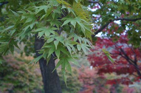 Beautiful Maples at NaejangSan Mountain