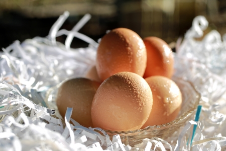 Fresh eggs on strips paper