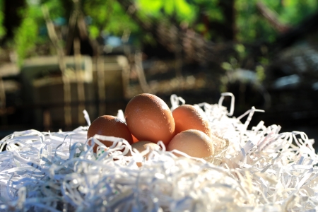 Fresh eggs on strips paper