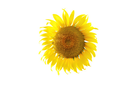 Sunflower isolated on white background の写真素材