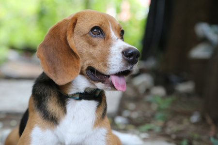 Portrait of a smiling beagle dog outdoor.の写真素材