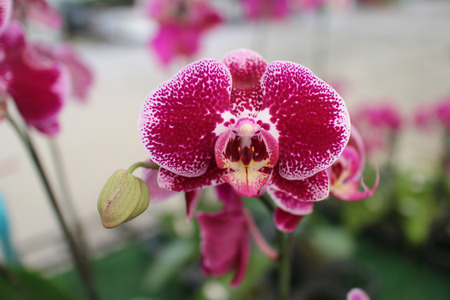 Phalaenopsis orchid flowers are blooming  at the orchid nursery.の写真素材