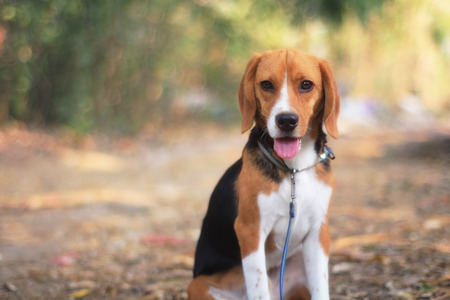 Portrait of a cute beagle dog out door in fall.の写真素材
