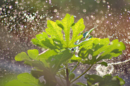 Watering a figs tree in sunny day,with sunlight on the  leaves.の写真素材