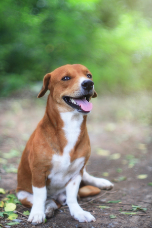 Portrait of a  smiling adorable brown dog outdoor in fall.の写真素材