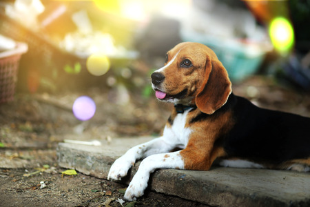 Side portrait of brown, black  and white beagle dog outdoor with sun beam in autumn.の写真素材