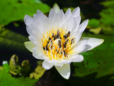 Bees on white lotus pollen, assist for lotus pollination.の写真素材