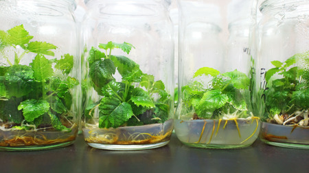 Figs plant tissue culture bottles in the lab.の写真素材