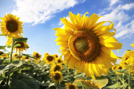 Sunflower blooming in the garden under the  blue sky.の写真素材