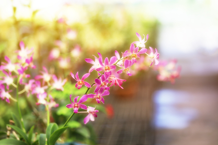 Pink hybrid dendrobium orchid flowers are blooming in orchid nursery.の写真素材