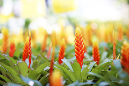 Orange red bromeliad flowers bloom in nursery.の写真素材