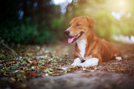 Portrait of an adorable brown dog  while lying down on the ground in fall.の写真素材