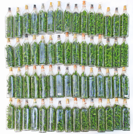 Rhynchostylis gigantea orchid flasks from tissue culture process ready to take out from flasks to grow in natural environment.の写真素材