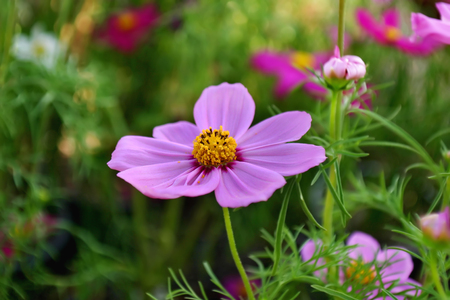 Purple cosmos flower blooming in the garden.の写真素材