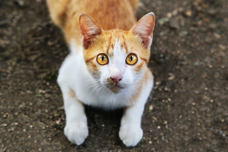 A cat look fixedly at someone  with its eyes wide open.の写真素材