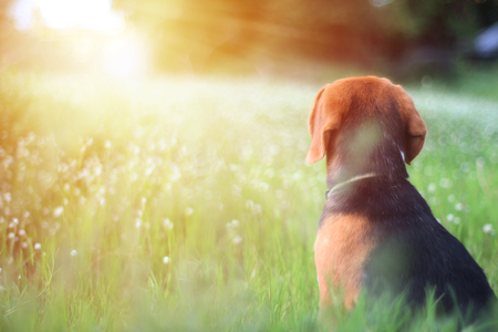 A beagle dog is  sitting in the field and looking for something absentmindedly.の写真素材