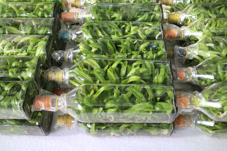 Rhynchostylis gigantea orchid flasks from tissue culture process ready to take out from flasks to grow in natural environment.の写真素材