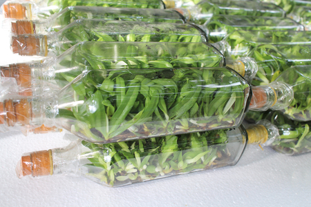 Rhynchostylis gigantea orchid flasks from tissue culture process ready to take out from flasks to grow in natural environment.の写真素材