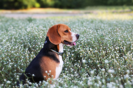Beagle dog sit in the wild flower field and looking for something.の写真素材