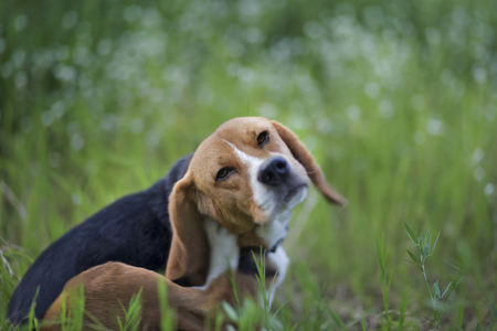 Beagle dog scratches its body in the wiild flower field.の写真素材