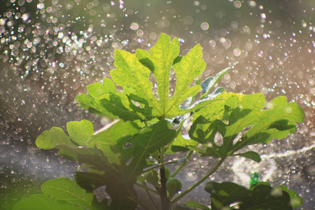 Watering a fig tree outdoor in sunny day,sunlight reflect on the fig leaves.の写真素材