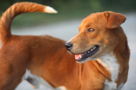 Portrait of a cute brown dog outdoor.の写真素材