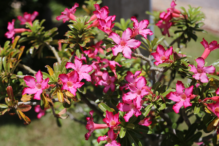 Pink Adenium flowers outdoor under the sunlight.の写真素材