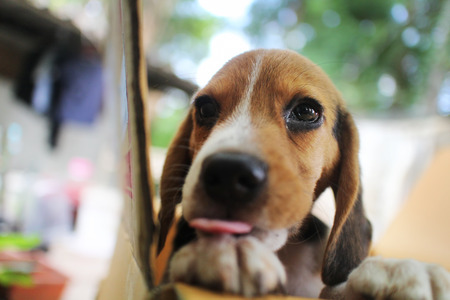 An adorable beagle puppy hold the box edge while it's in the box.の写真素材