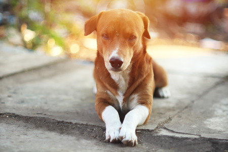 A cute brown  dog lying alone on the foot path.の写真素材