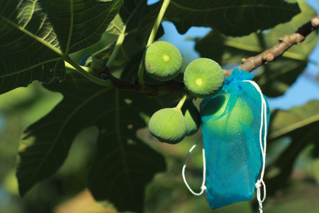 Fig fruits on tree with pest resistant mesh bag.