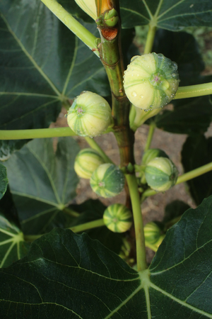 Bordissot Negra Rimada fig tree and its variegated fruits.
