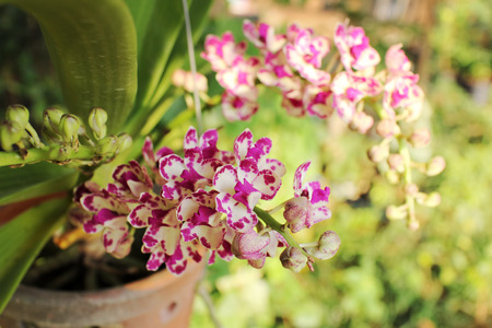 Pink white rhynchostylis  gigantea orchid flowers blooming in the clay pot.の写真素材