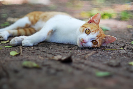 A cute brown cat lying on the ground outdoor in fall.の写真素材