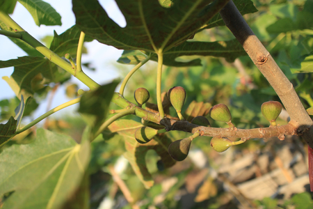 violette de bordeaux fig tree with its fruits outdoor on sunny day.の写真素材