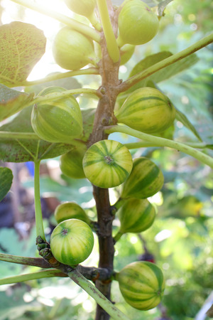 Martinenca Rimada figs tree and its colorful fruits.の写真素材