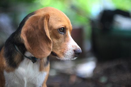 Portrait of a beagle dog outdoor in the park.の写真素材