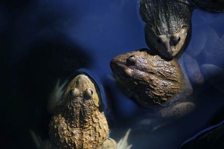 Frogs in the shallow water,tropical wildlife.